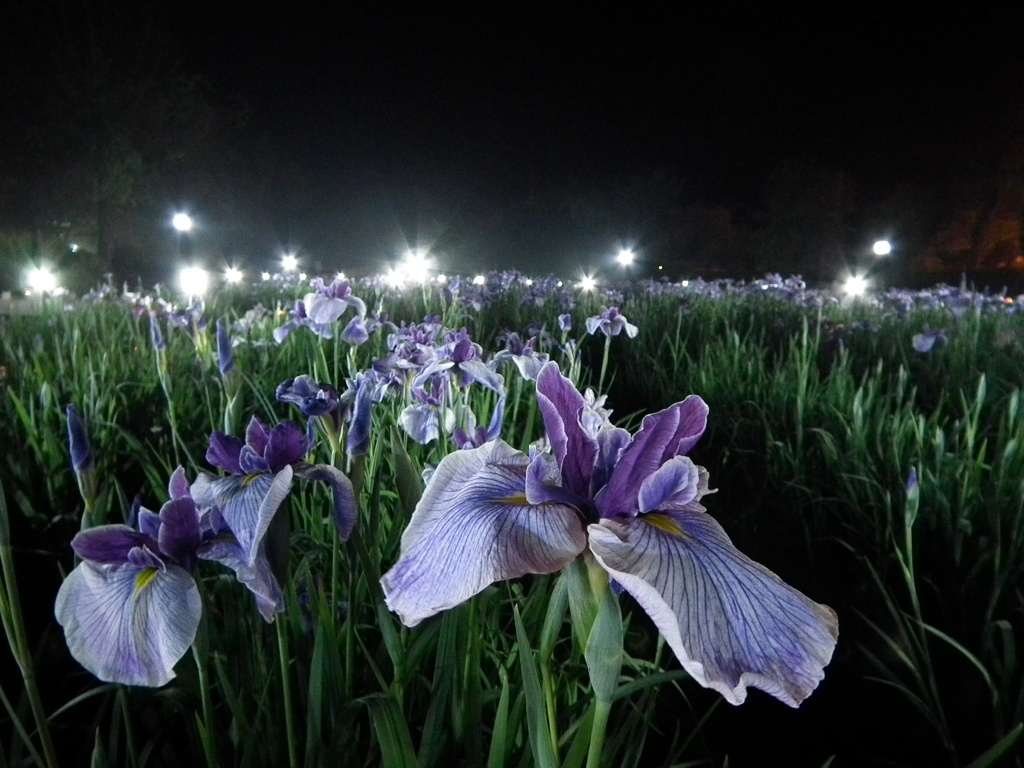 夜のしょうぶ　　佐々・皿山公園