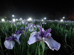 夜のしょうぶ　　佐々・皿山公園