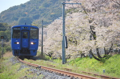 古川桜