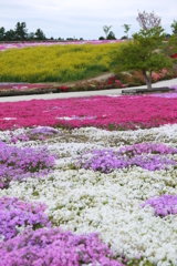 松本ツツジ園