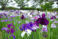佐賀大和花しょうぶ園
