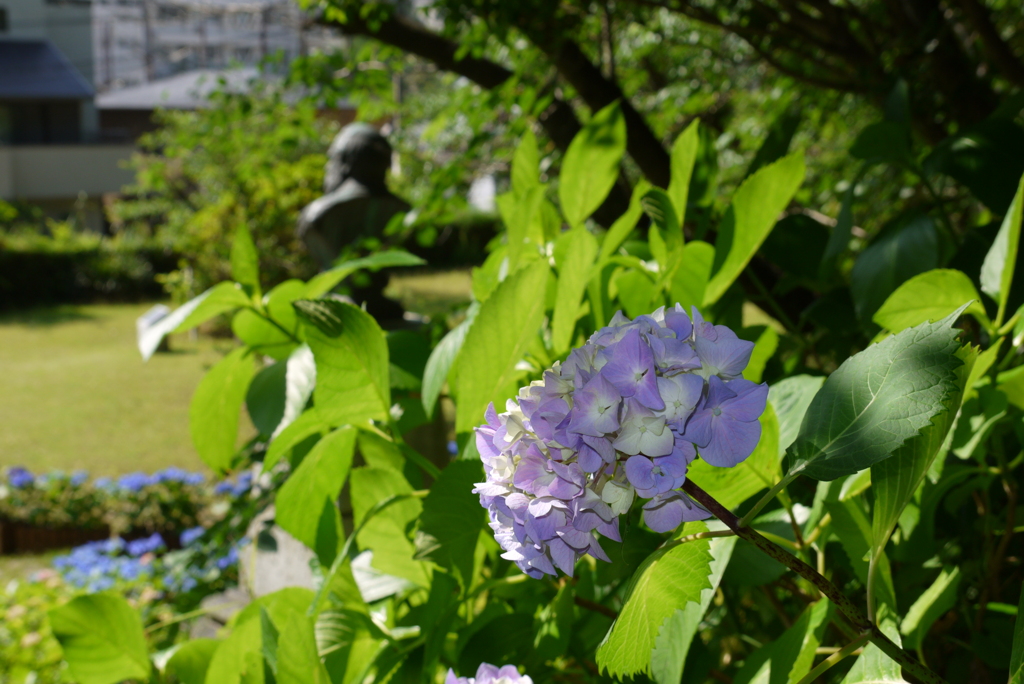 12’　ながさき紫陽花まつり