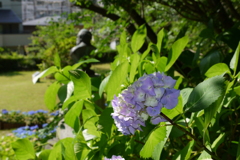 12’　ながさき紫陽花まつり