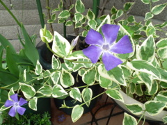 庭の花