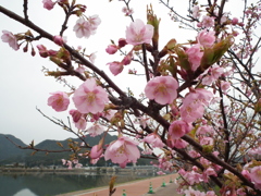 河津桜