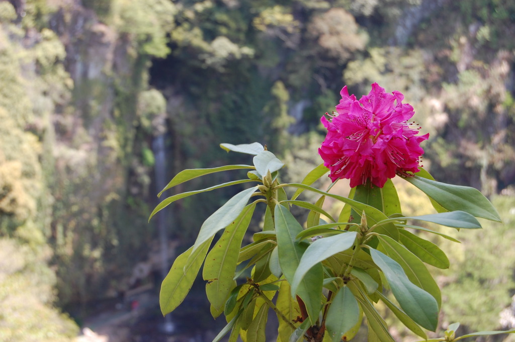 大村・裏見の滝