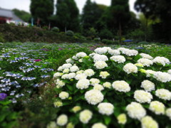 大聖寺のあじさい
