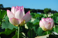 唐比ハス園