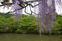 御船山楽園　花まつり