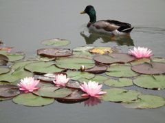 石橋美術館にて