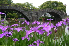 諫早公園のしょうぶ