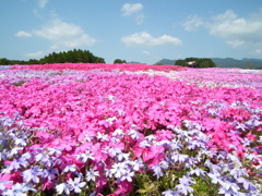 松本