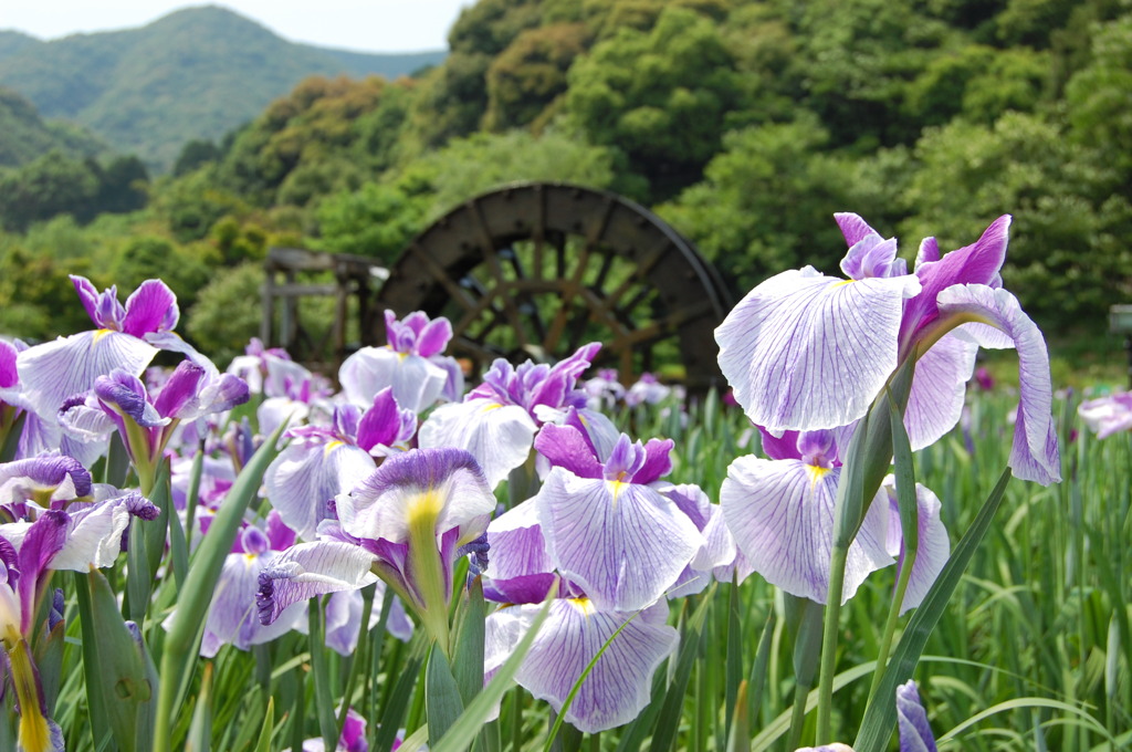 しょうぶ　　佐々・皿山公園