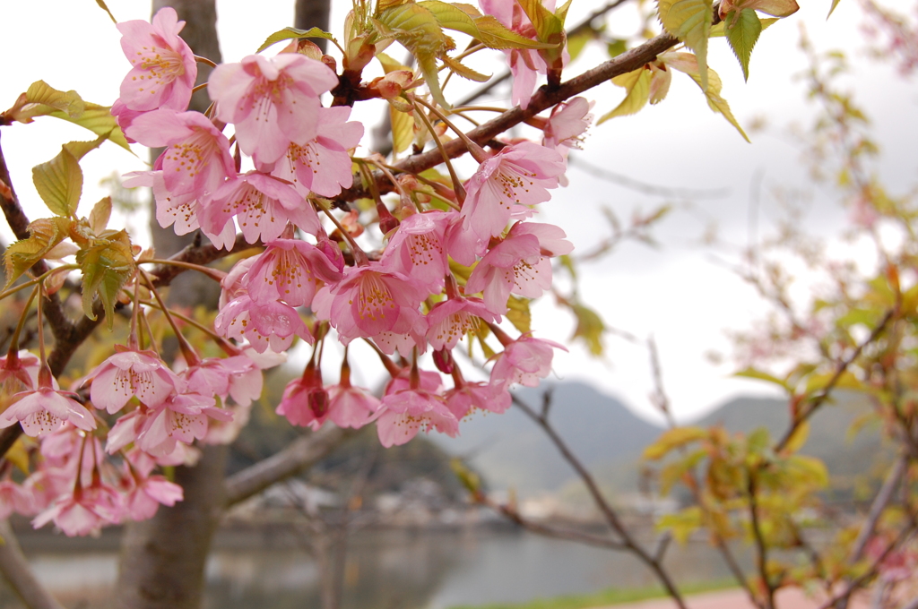河津桜  長崎県の佐々町