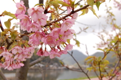 河津桜  長崎県の佐々町