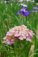 佐賀大和花しょうぶ園