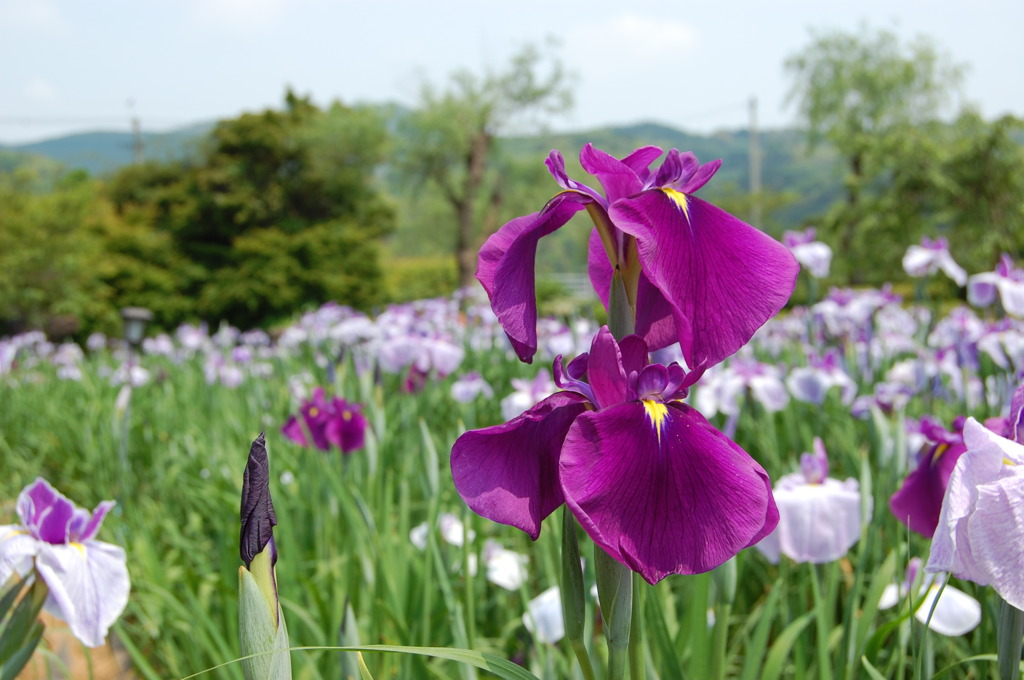 しょうぶ　佐々・皿山公園