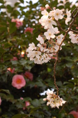 桜満開