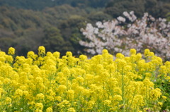 琴海町・戸根