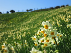 長崎のもざきの水仙
