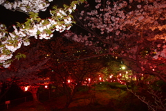 立山公園の夜桜