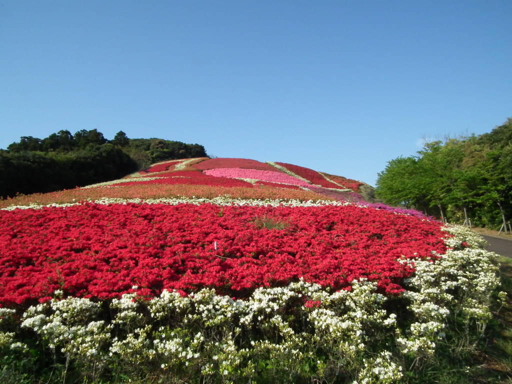 不老山　つつじ