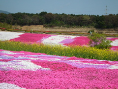 松本