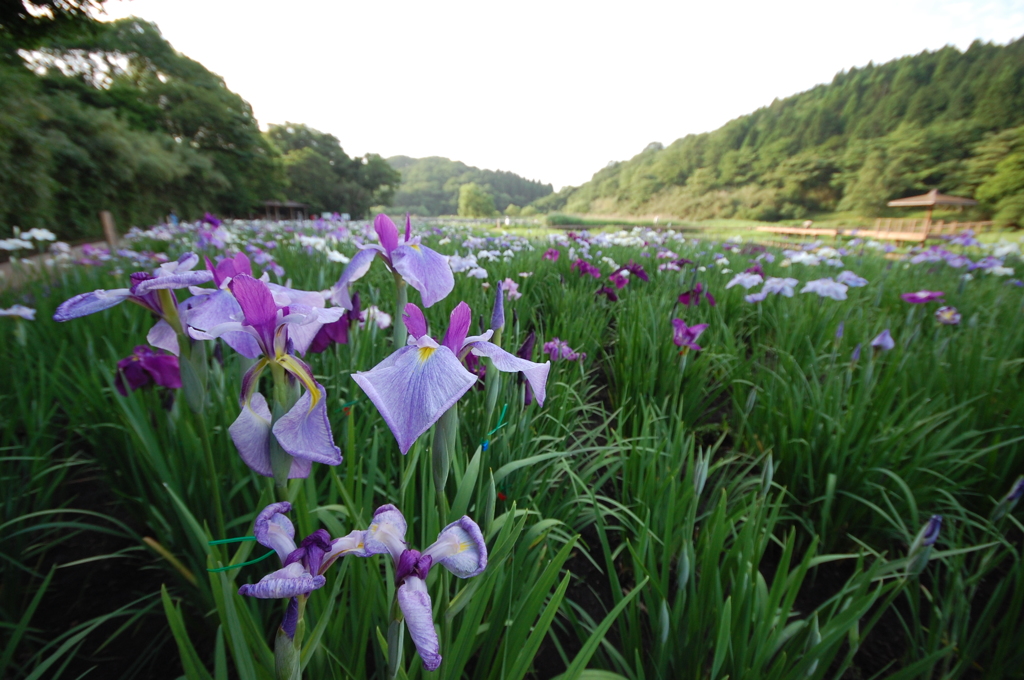 神楽女湖の花しょうぶ