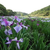 神楽女湖の花しょうぶ