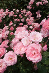 福岡市植物園のバラ