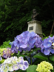 ながさき紫陽花（おたくさ）まつり