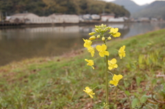 佐々川の河川で