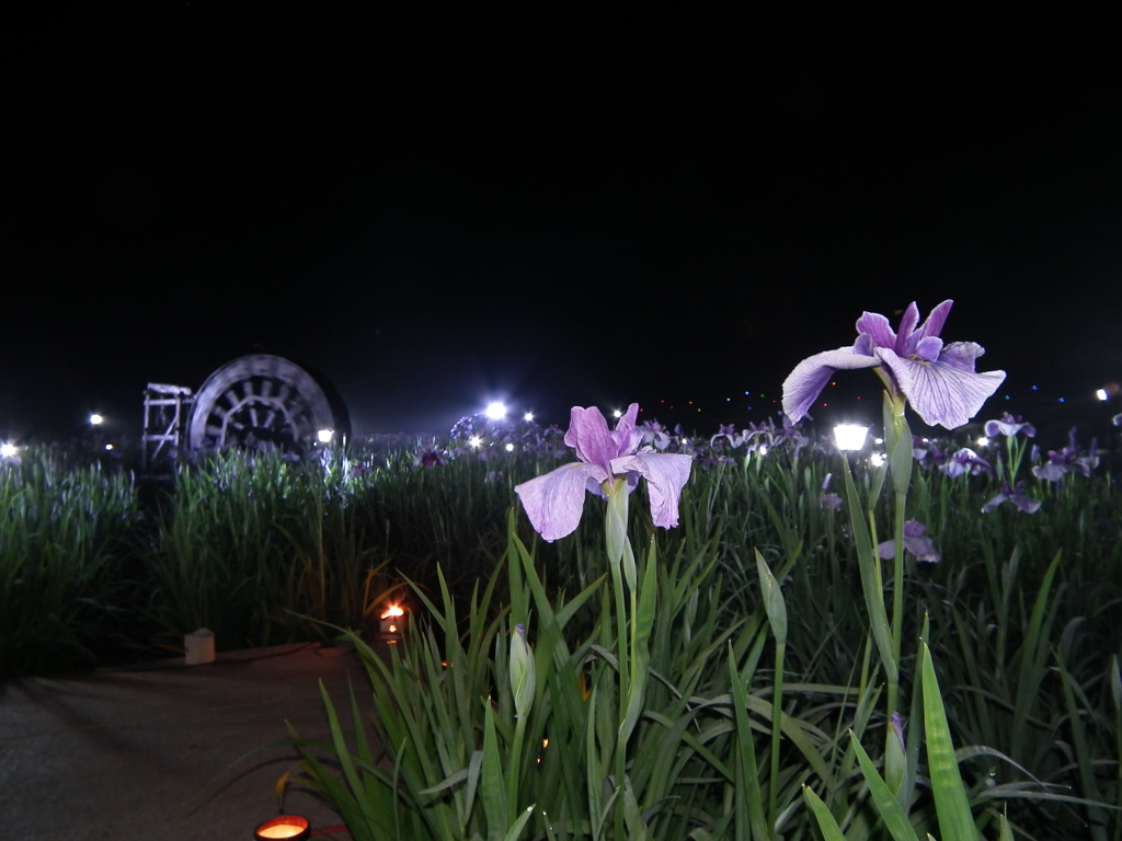 夜　しょうぶ　佐々・皿山公園
