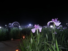 夜　しょうぶ　佐々・皿山公園