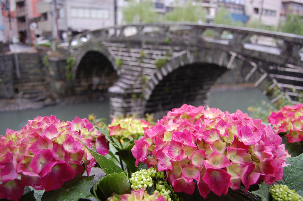あじさい　　眼鏡橋Ⅱ