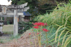 彼岸花