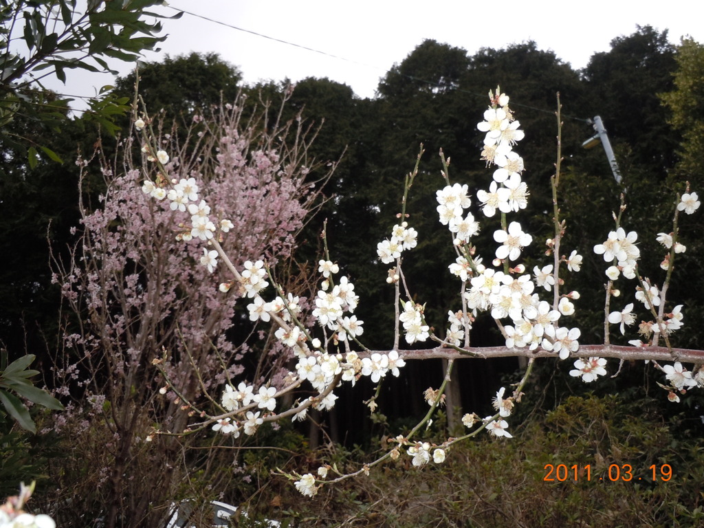 梅と彼岸桜