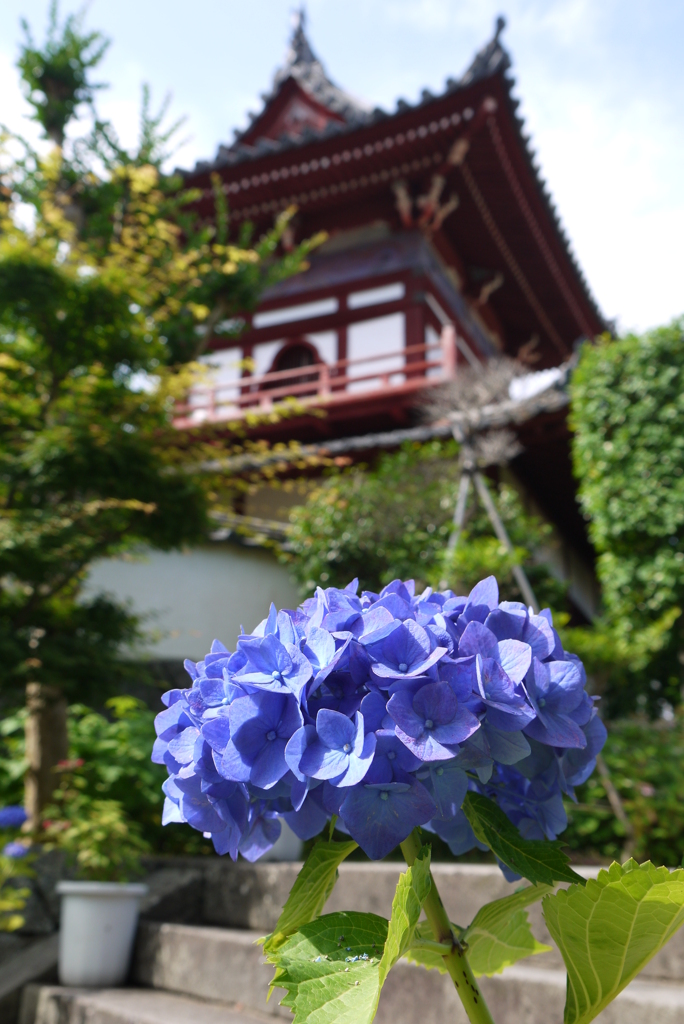 長崎・興福寺　“紫陽花季”