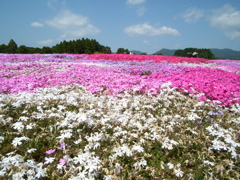 松本つつじ園