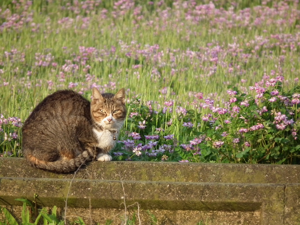 花畑の猫
