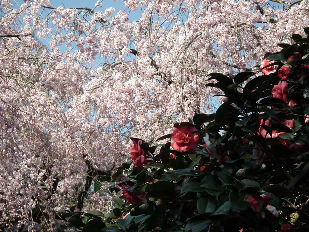 しだれ桜