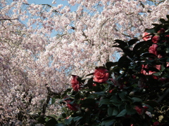 しだれ桜