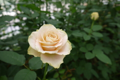 長崎あぐりの丘