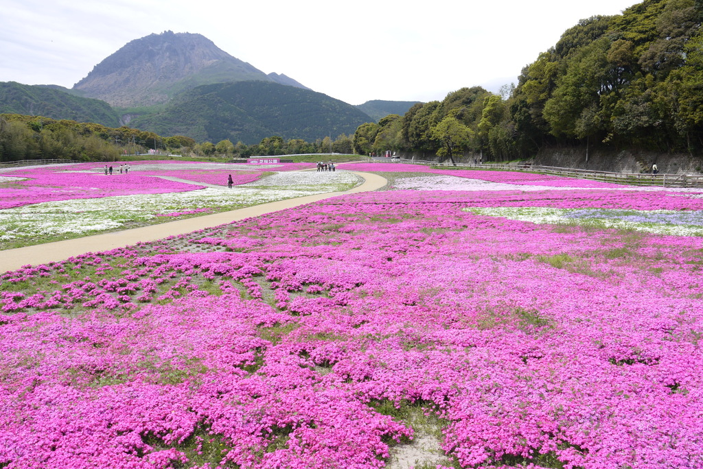 島原の芝桜公園