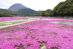 島原の芝桜公園