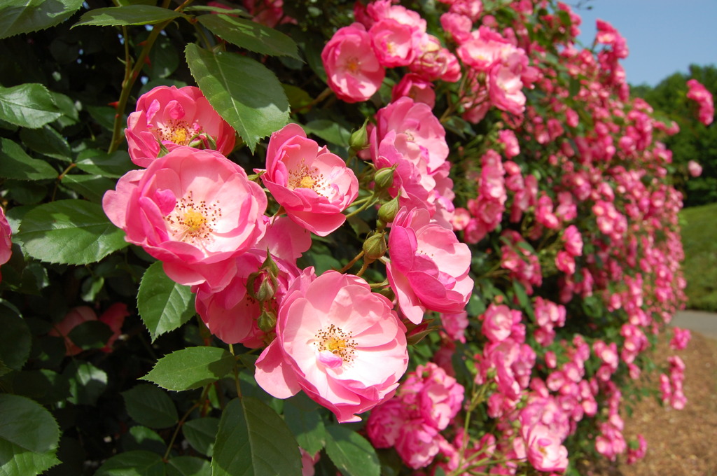 熊本バラ