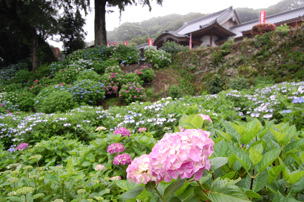 大聖寺（佐賀）のあじさい