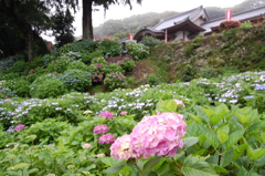 大聖寺（佐賀）のあじさい