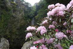 裏見の滝自然花苑