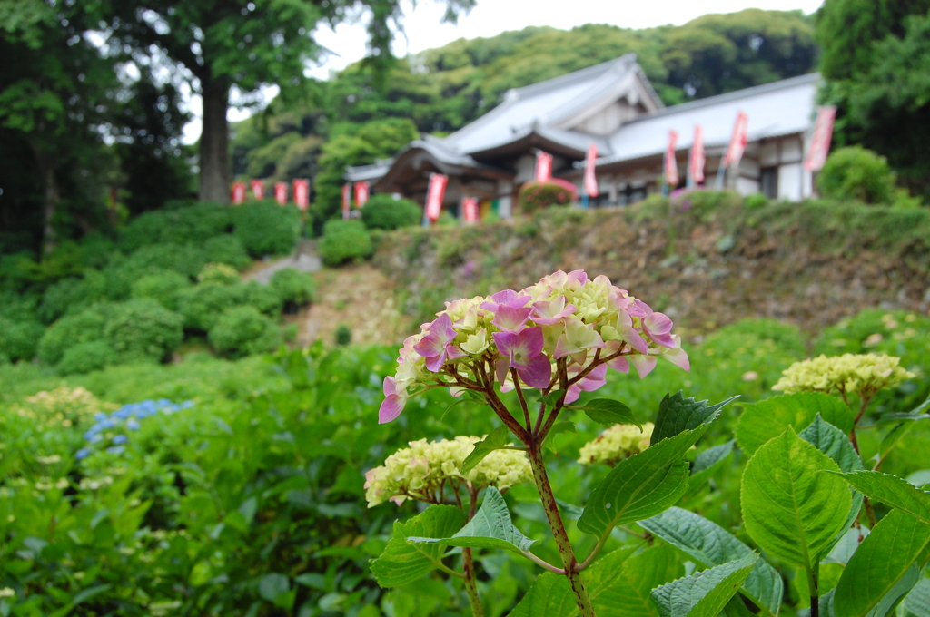 佐賀武雄の大聖寺にて